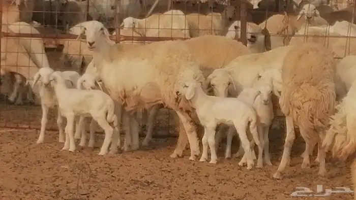 رخال حريات حرش خلفات ضان حرية 8 معها 8 رأس 4