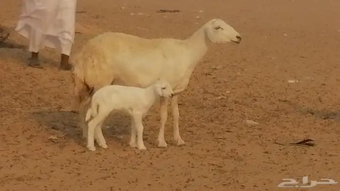 رخال حريات حرش خلفات ضان حرية 8 معها 8 رأس 27