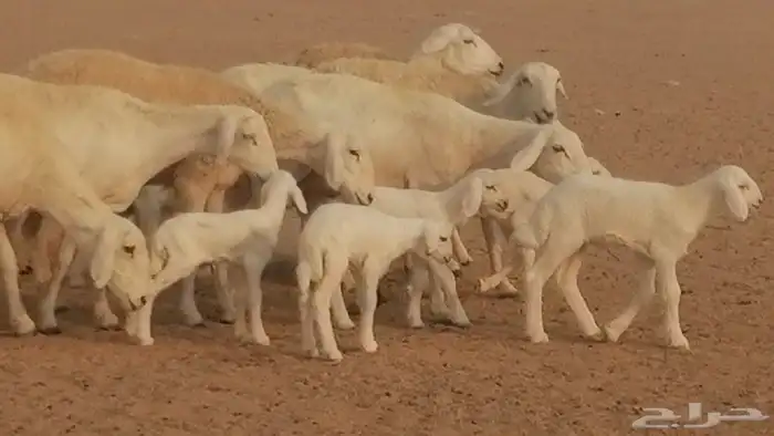 رخال حريات حرش خلفات ضان حرية 8 معها 8 رأس 46
