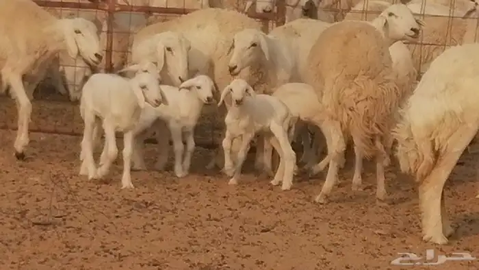 رخال حريات حرش خلفات ضان حرية 8 معها 8 رأس 2