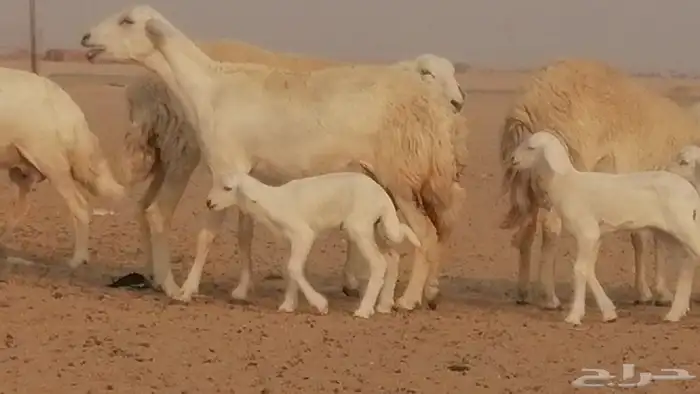 رخال حريات حرش خلفات ضان حرية 8 معها 8 رأس 12