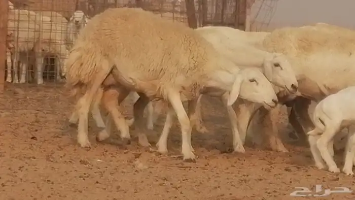 رخال حريات حرش خلفات ضان حرية 8 معها 8 رأس 15