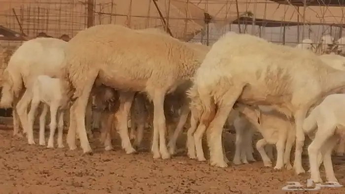 رخال حريات حرش خلفات ضان حرية 8 معها 8 رأس 6