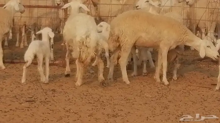 رخال حريات حرش خلفات ضان حرية 8 معها 8 رأس 43