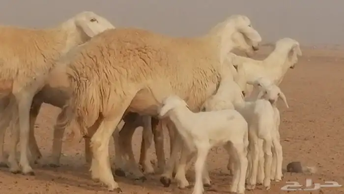 رخال حريات حرش خلفات ضان حرية 8 معها 8 رأس 0