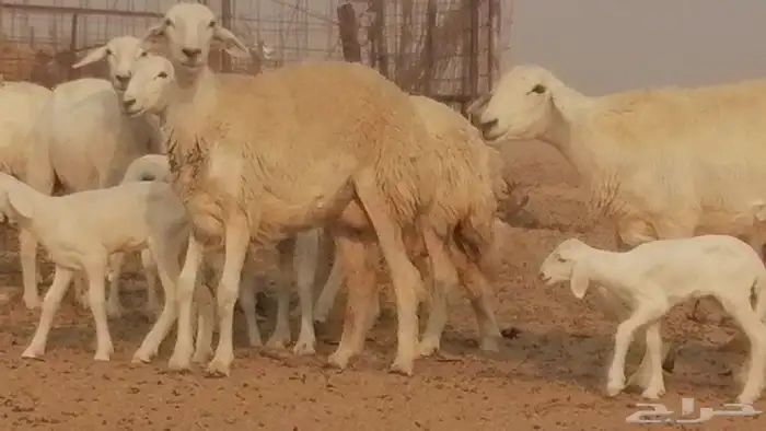 رخال حريات حرش خلفات ضان حرية 8 معها 8 رأس 23