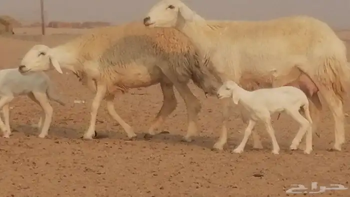 رخال حريات حرش خلفات ضان حرية 8 معها 8 رأس 17