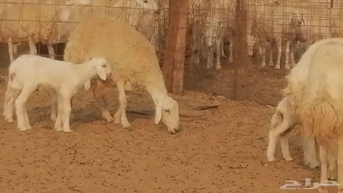 رخال حريات حرش خلفات ضان حرية 8 معها 8 رأس 37