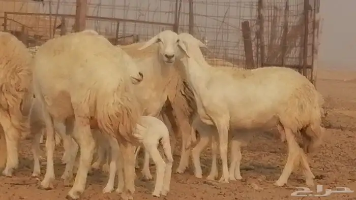 رخال حريات حرش خلفات ضان حرية 8 معها 8 رأس 24