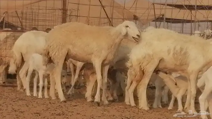 رخال حريات حرش خلفات ضان حرية 8 معها 8 رأس 3