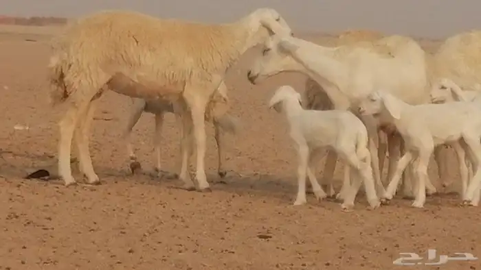 رخال حريات حرش خلفات ضان حرية 8 معها 8 رأس 14