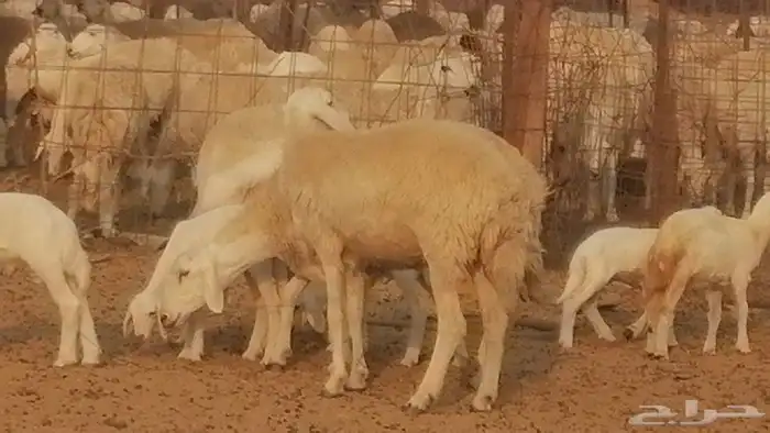 رخال حريات حرش خلفات ضان حرية 8 معها 8 رأس 28