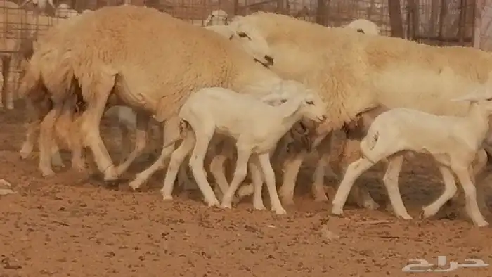 رخال حريات حرش خلفات ضان حرية 8 معها 8 رأس 7