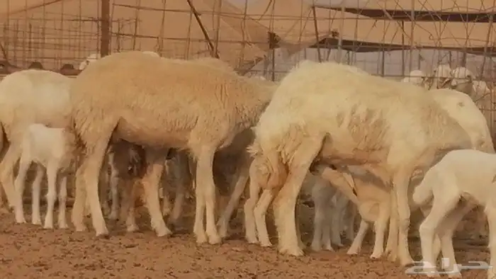 رخال حريات حرش خلفات ضان حرية 8 معها 8 رأس 10