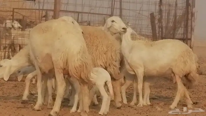 رخال حريات حرش خلفات ضان حرية 8 معها 8 رأس 19