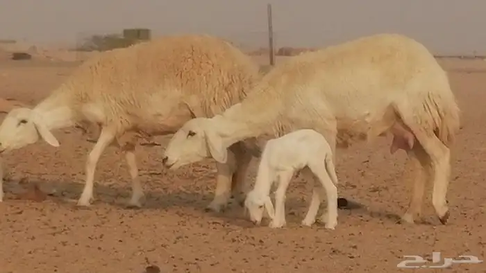 رخال حريات حرش خلفات ضان حرية 8 معها 8 رأس 16