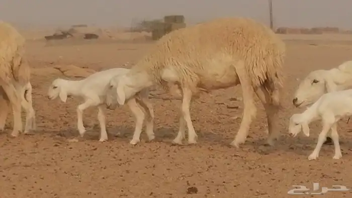 رخال حريات حرش خلفات ضان حرية 8 معها 8 رأس 18