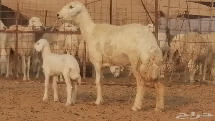 رخال حريات حرش خلفات ضان حرية 8 معها 8 رأس 20