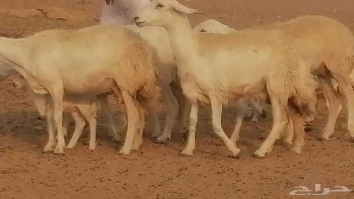 رخال حريات حرش خلفات ضان حرية 8 معها 8 رأس 34