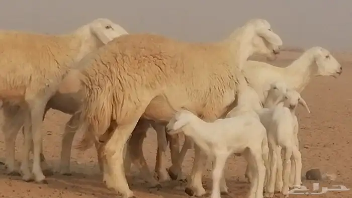 رخال حريات حرش خلفات ضان حرية 8 معها 8 رأس 13