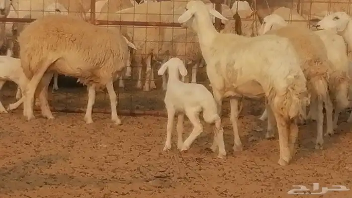 رخال حريات حرش خلفات ضان حرية 8 معها 8 رأس 47