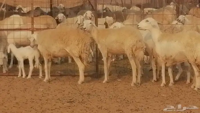 رخال حريات حرش خلفات ضان حرية 8 معها 8 رأس 35