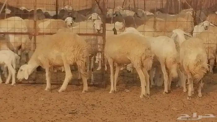 رخال حريات حرش خلفات ضان حرية 8 معها 8 رأس 1