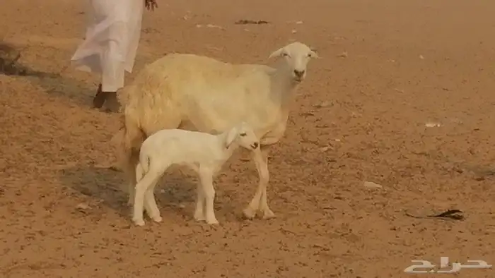 رخال حريات حرش خلفات ضان حرية 8 معها 8 رأس 29