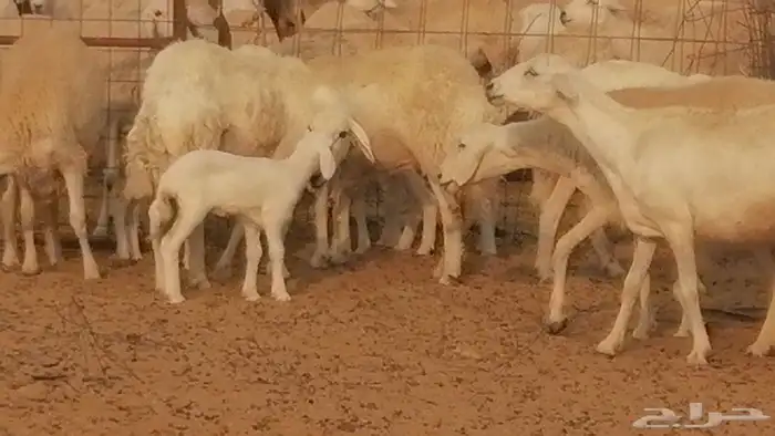 رخال حريات حرش خلفات ضان حرية 8 معها 8 رأس 45