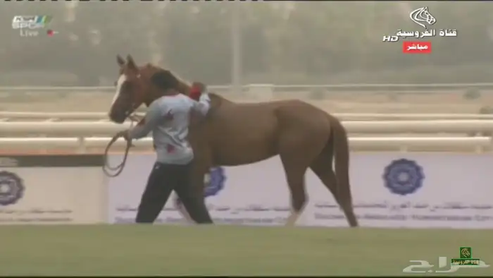 حصان شعبي للبدل بحصان شعبي معسوف شرط سلامة الحصان 6