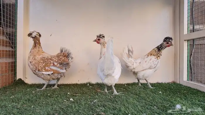 دجاج عربي ترثه 2