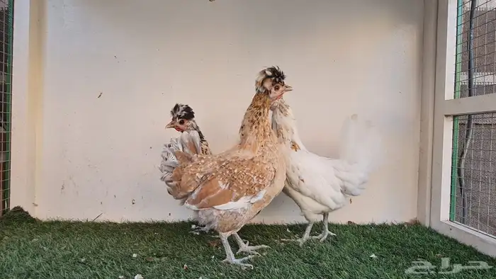 دجاج عربي ترثه 5