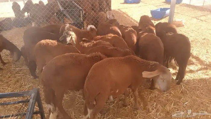 للبيع   20 رأس خرفان سواكني حمري 0