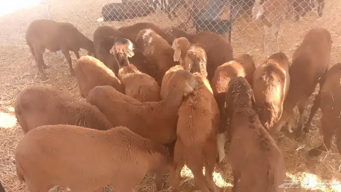 للبيع   20 رأس خرفان سواكني حمري 1