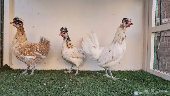 دجاج عربي ترثه 8