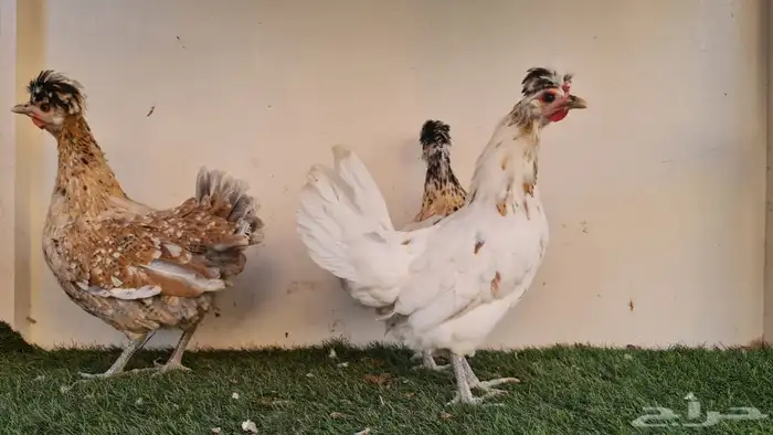 دجاج عربي ترثه 0