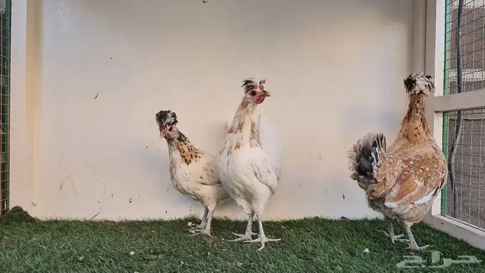 دجاج عربي ترثه 7