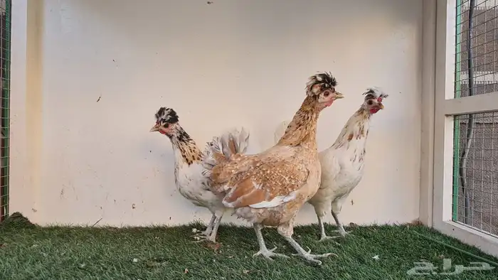 دجاج عربي ترثه 6