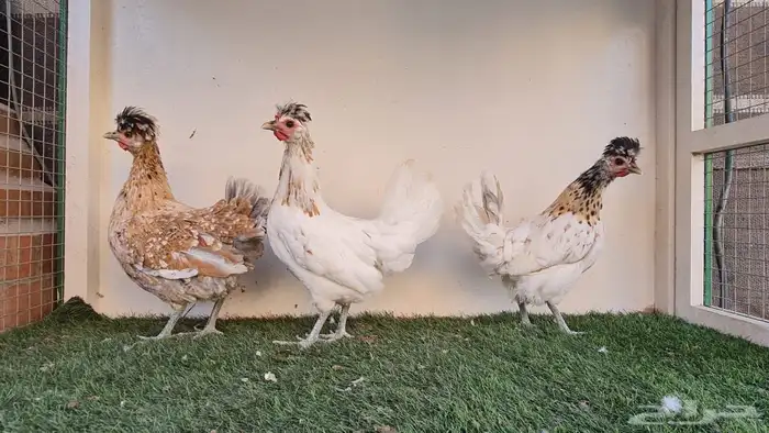 دجاج عربي ترثه 4