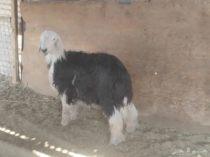 خرفان فل شحم نجدا 2