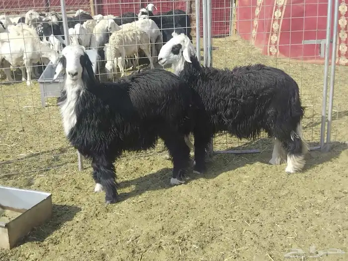 خرفان فل شحم نجدا 0