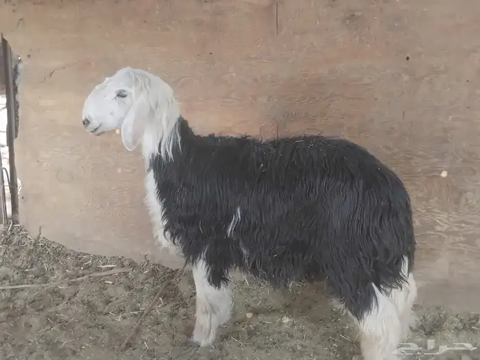 خرفان فل شحم نجدا 3