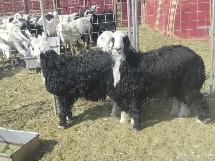 خرفان فل شحم نجدا 4