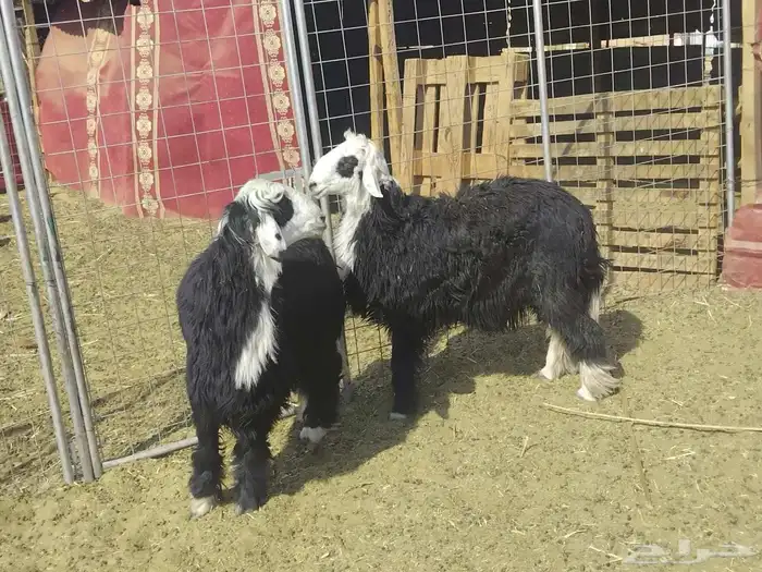 خرفان فل شحم نجدا 1