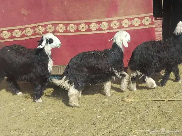 خرفان فل شحم نجدا 5