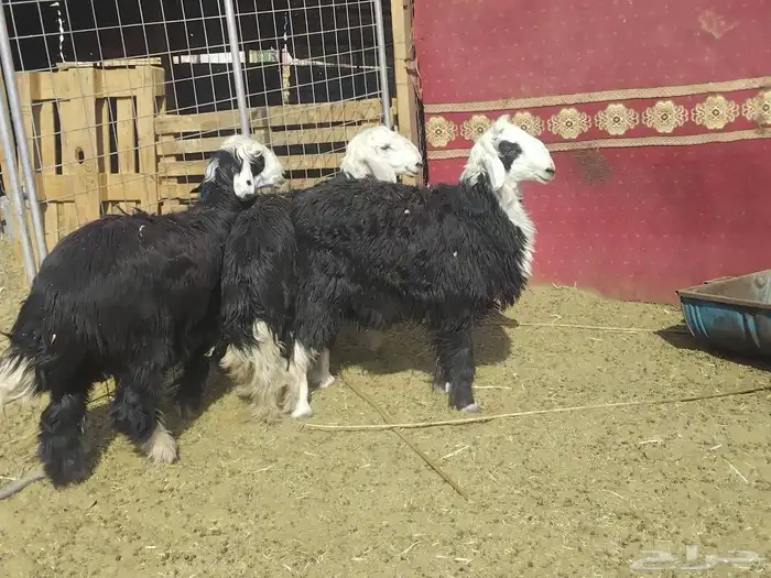 خرفان فل شحم نجدا 6