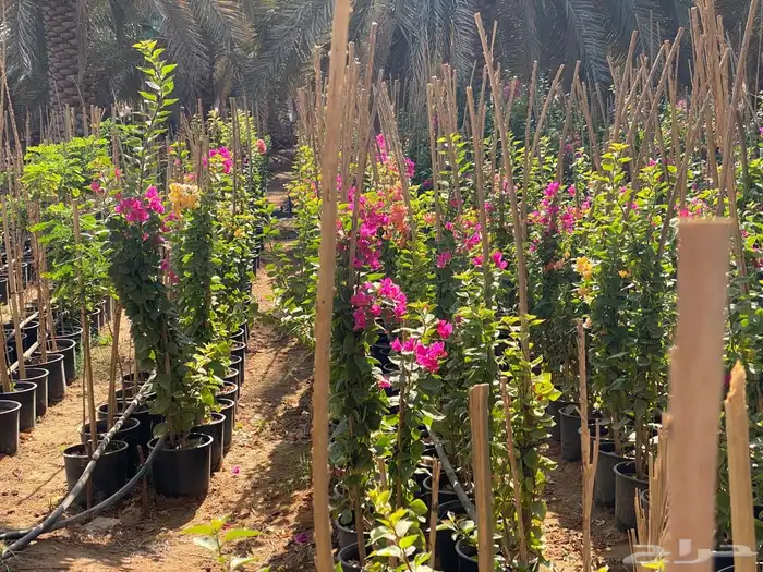 شتلات مشتل اشجار زينه 2