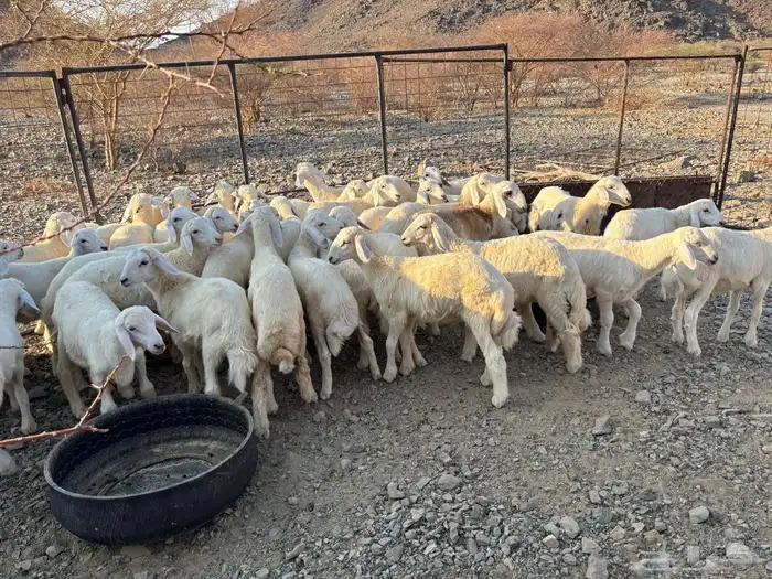 السلام عليكم اعرضلكم طليان . العدد 41فيها 7 رحال 2