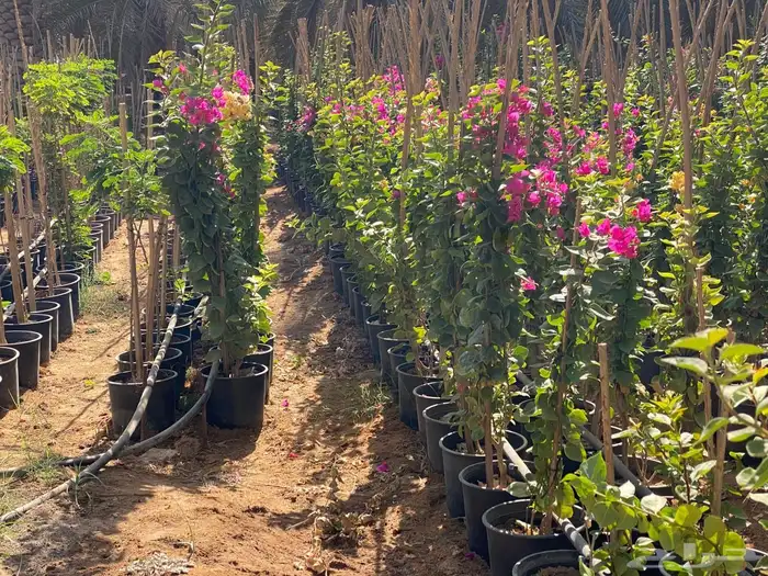 شتلات مشتل اشجار زينه 1