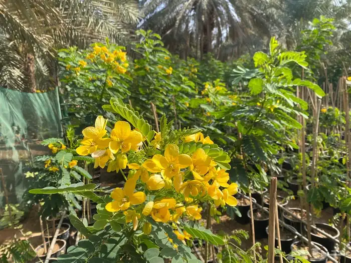 شتلات مشتل اشجار زينه 5